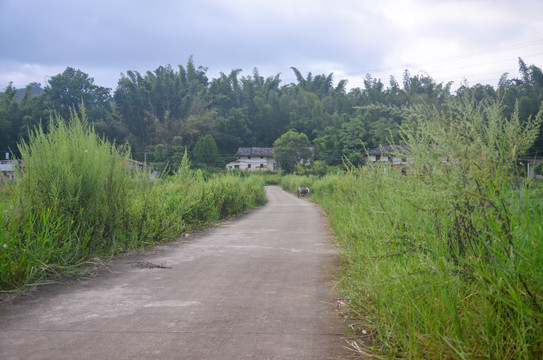 乡间道路