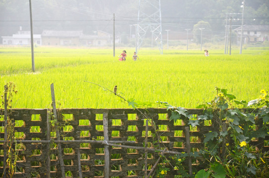 田园风光