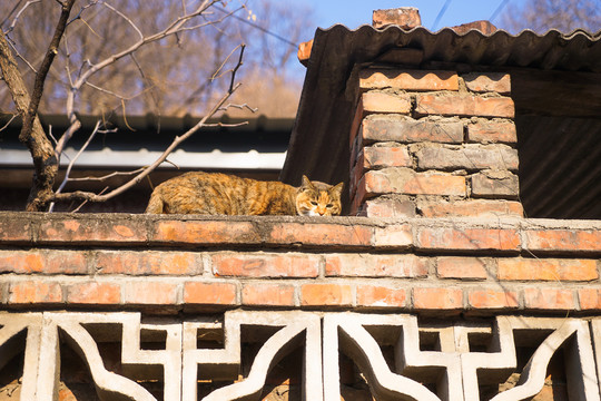 乡村房屋上的猫