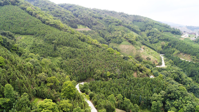 大山森林