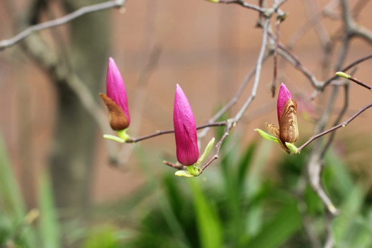 玉兰花花蕾