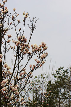 玉兰花树