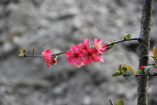 海棠花