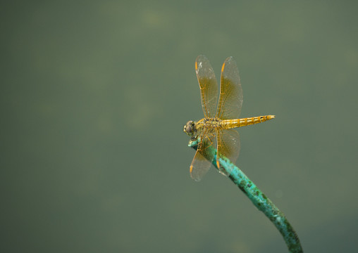 湖面的蜻蜓