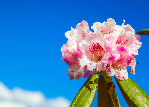 高山杜鹃花