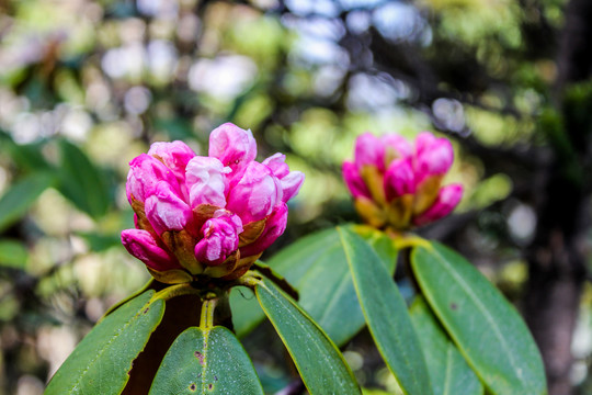 高山杜鹃花