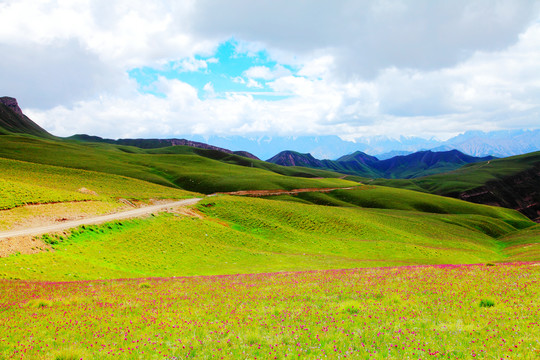 山花烂漫