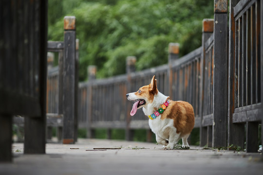 柯基犬