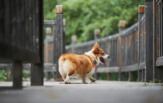 柯基犬