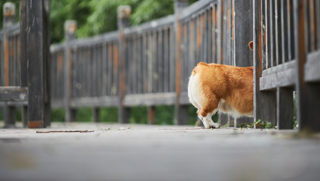 柯基犬