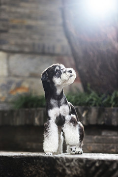 雪纳瑞梗犬