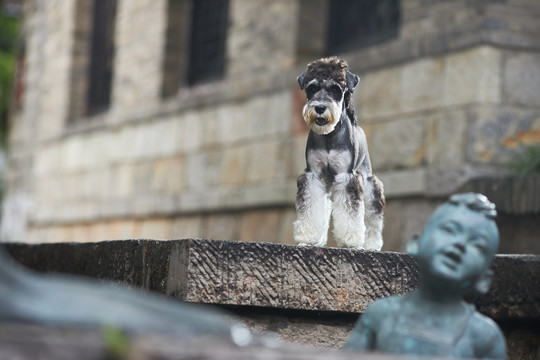 雪纳瑞梗犬