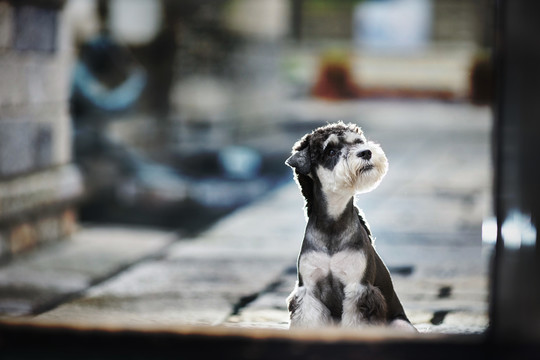 雪纳瑞梗犬