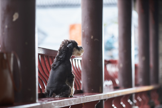 雪纳瑞梗犬