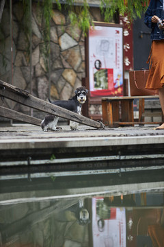 雪纳瑞梗犬