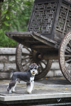 雪纳瑞梗犬