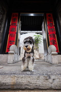 雪纳瑞梗犬