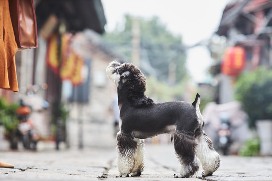 雪纳瑞梗犬