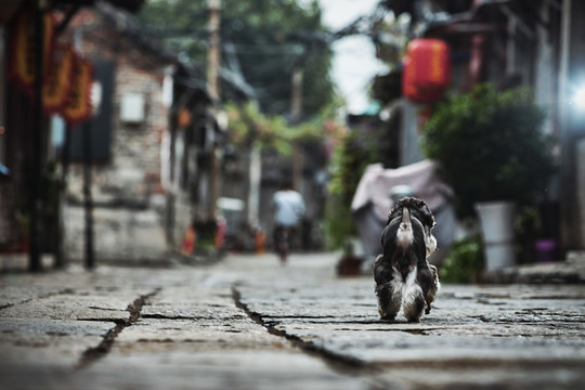 雪纳瑞梗犬