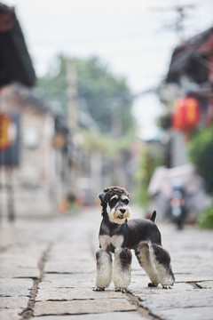 雪纳瑞梗犬