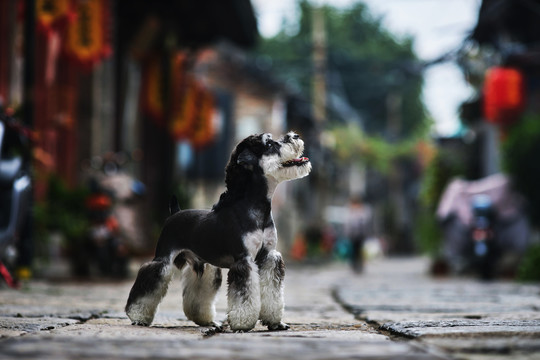 雪纳瑞梗犬