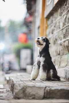 雪纳瑞梗犬