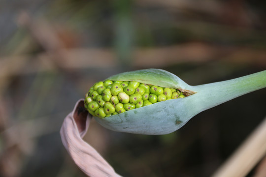 芭蕉树