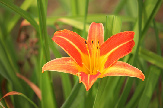 黄花菜