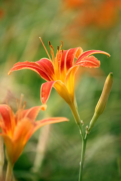 黄花菜