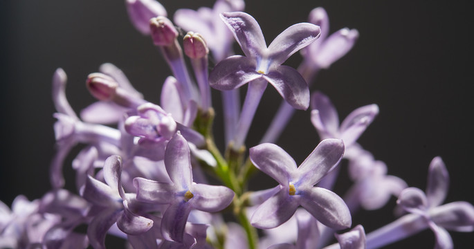 丁香花