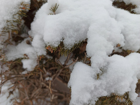 雪松