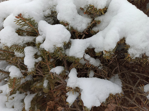 雪松