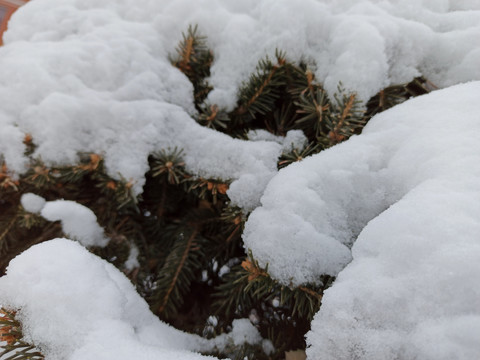 雪松