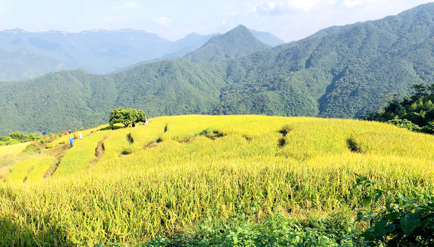 山区梯田