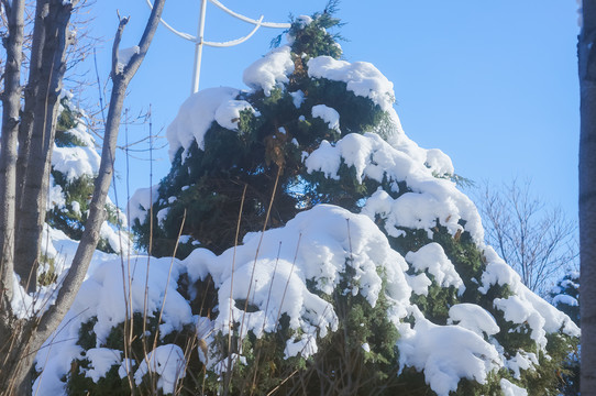 大雪