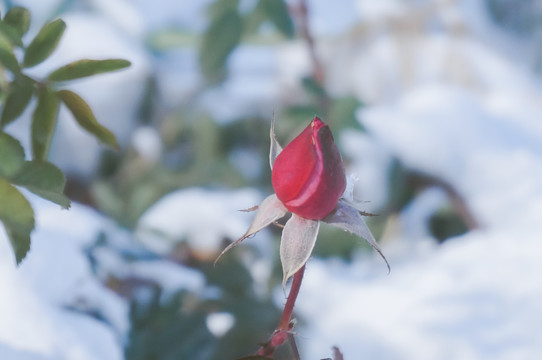 雪中玫瑰