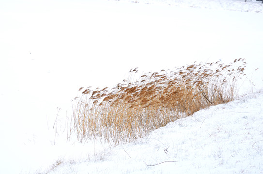 雪中的芦苇