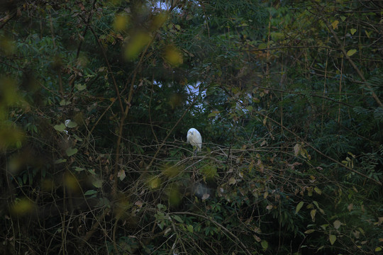 鷺鳥