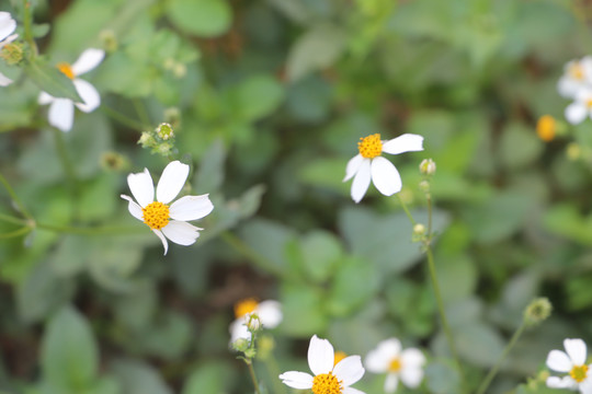 小白花