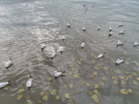 水面上的海鸥