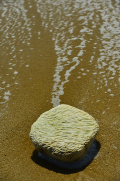 珊瑚石