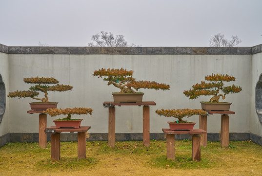 景观盆景