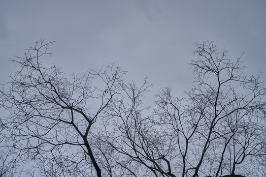 冬天的树枝