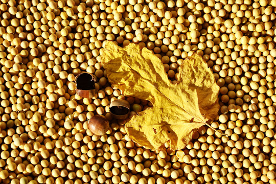 黄豆米背景图