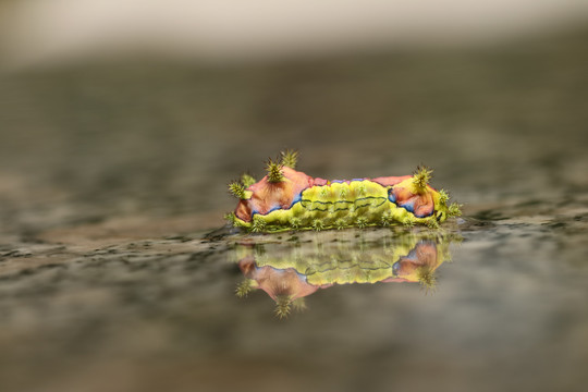 刺蛾幼虫