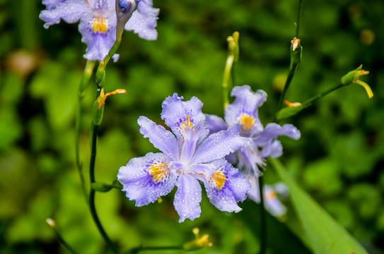 蝴蝶花鸢尾