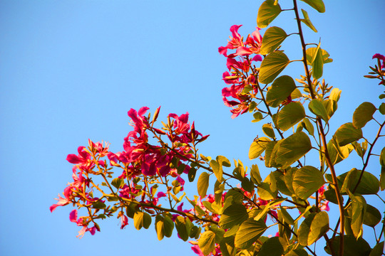 木棉花