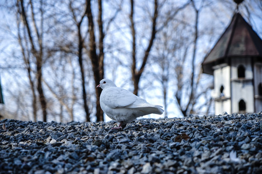 鸽子