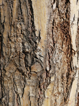 树皮木纹树木纹理