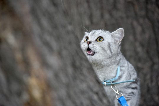 一只宠物猫的户外生活写真